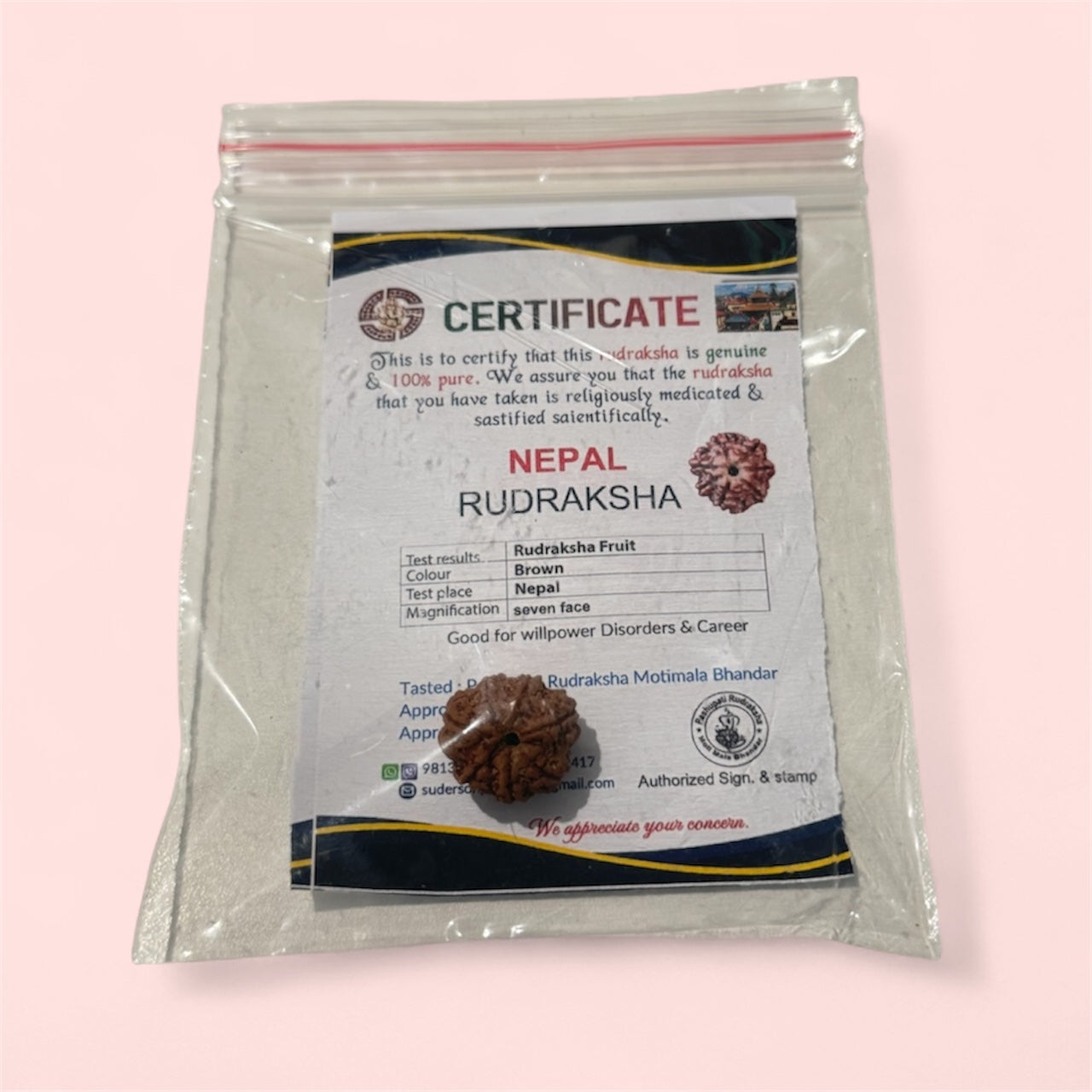 Rare 7 Mukhi Rudraksha from Nepal – Certified & Genuine