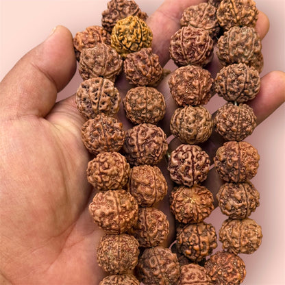 Große Indische Rudraksha 58 perlen in einem Hand 