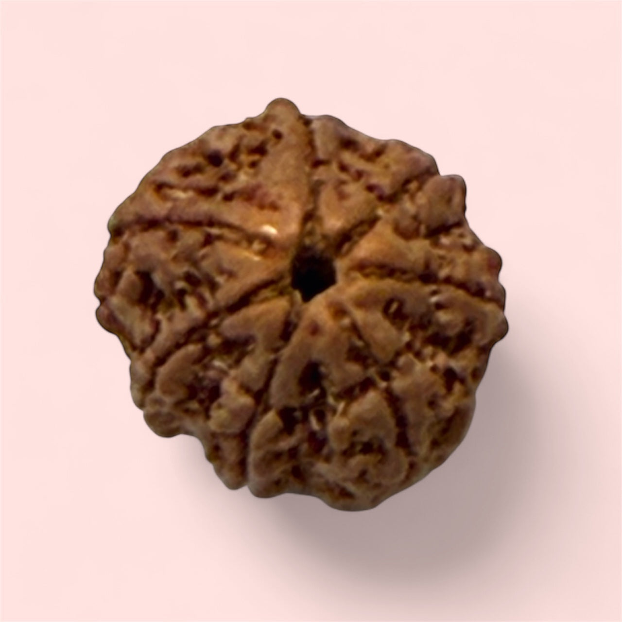 Rare 7 Mukhi Rudraksha from Nepal – Certified &amp; Genuine