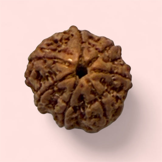 Rare 7 Mukhi Rudraksha from Nepal – Certified &amp; Genuine