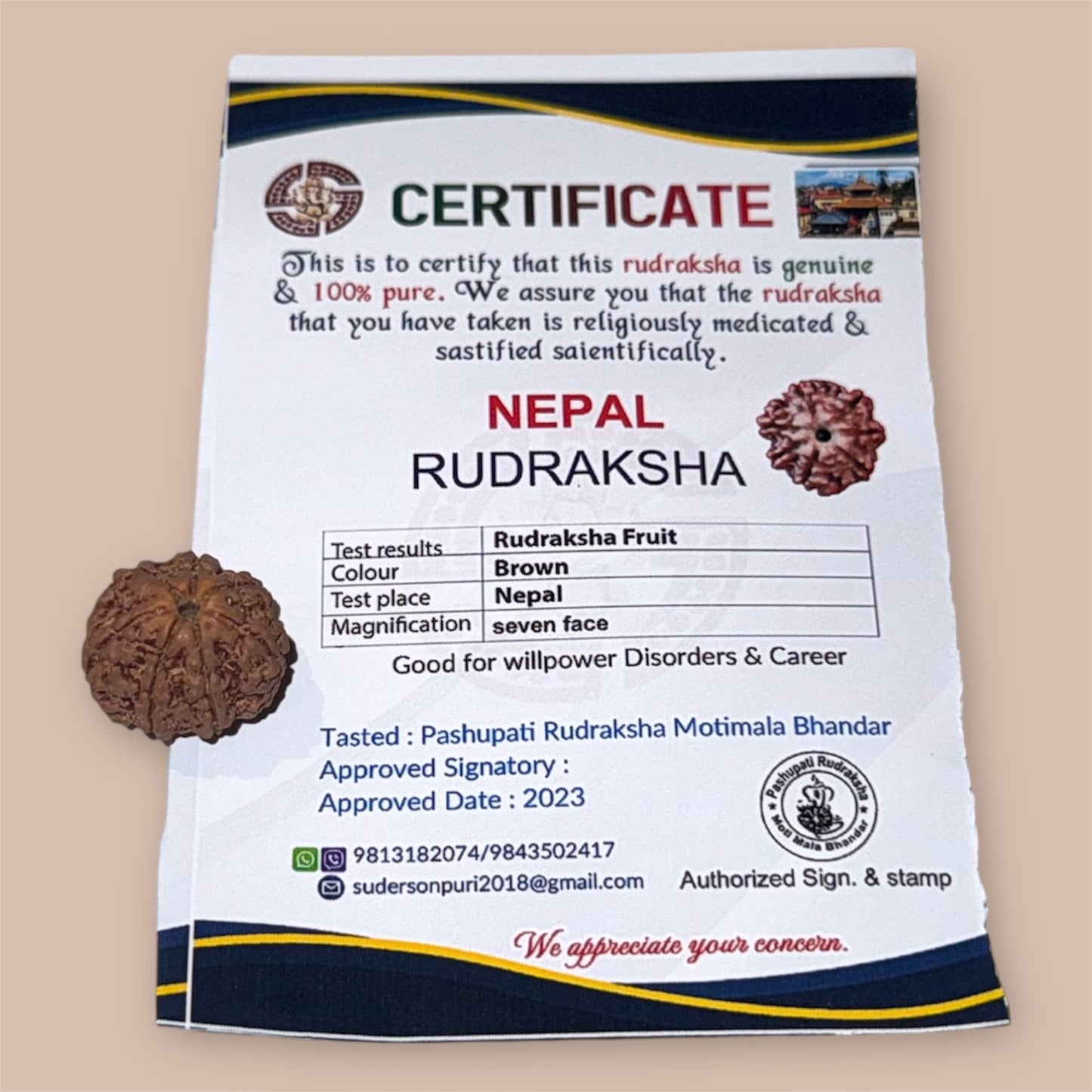 Rare 7 Mukhi Rudraksha from Nepal – Certified &amp; Genuine