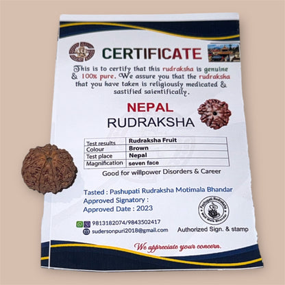 Rare 7 Mukhi Rudraksha from Nepal – Certified &amp; Genuine